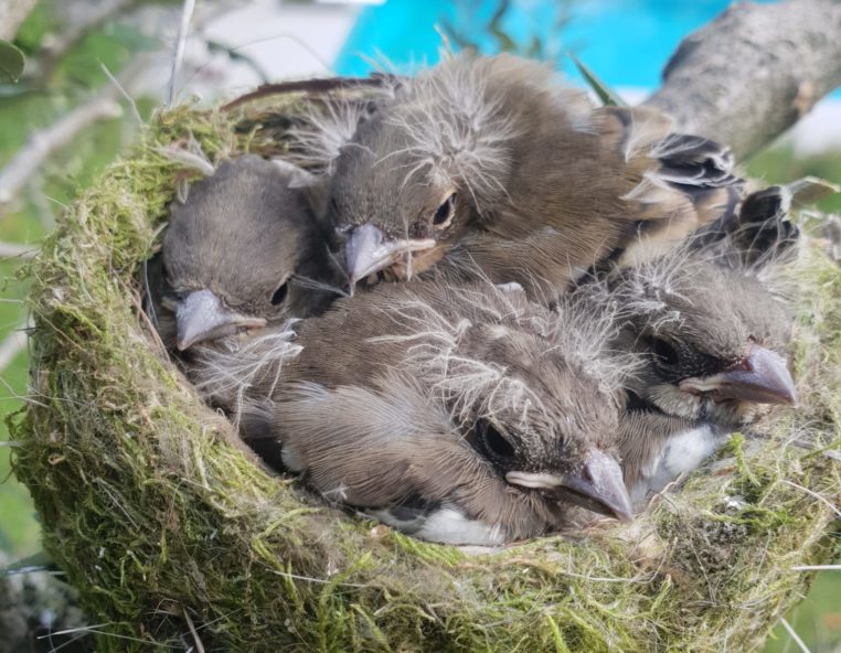 Progettazione Giardini Garden Time Pura