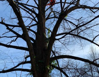 Tree Climbing Garden Time Pura
