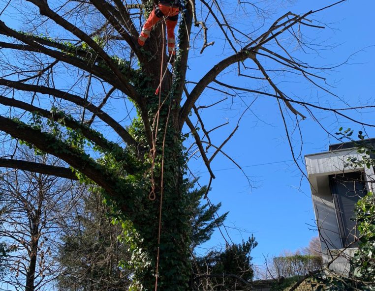 tree climbing gardentime pura