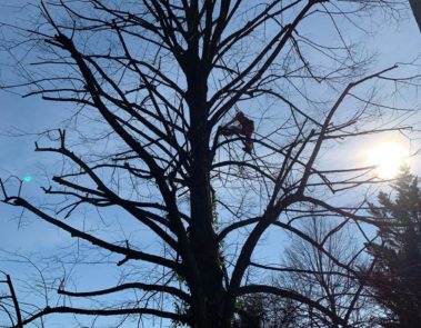 Tree Climbing Garden Time Pura