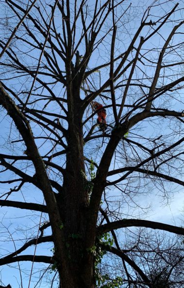 Tree Climbing Garden Time Pura